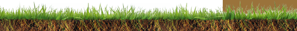 grass